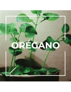 Désodorisant maison Origan 1L