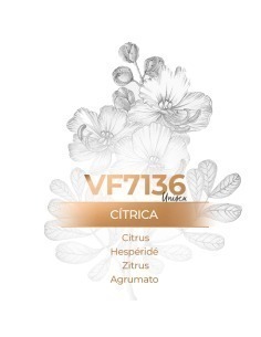 Perfume al por mayor - VismarEssence VF713