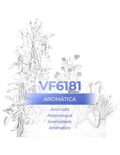 Perfume a granel - VismarEssence VF6181