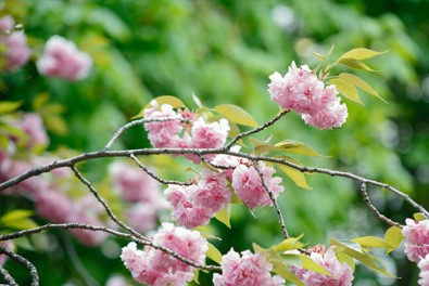 Descobrimos o segredo do perfume de Karol G! Adquira a sua fragrância com VismarEssence