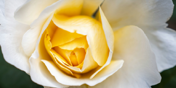 Cómo conservar tus perfumes durante más tiempo