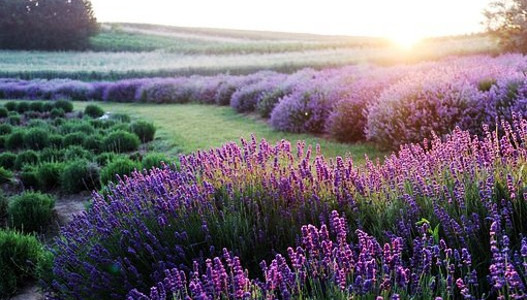 What you did not know about lavender