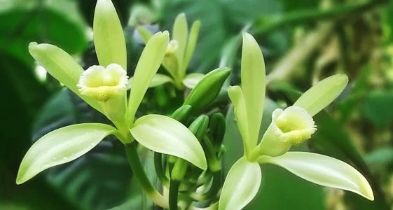 Discover the use of vanilla in perfumery