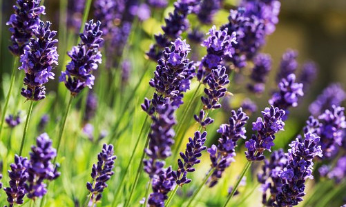 Do you know the properties of the lavender aroma?