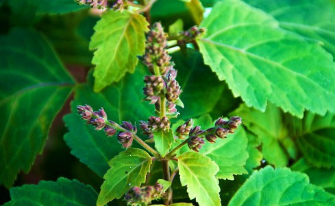 Learn about some of the secrets of Patchouli perfume