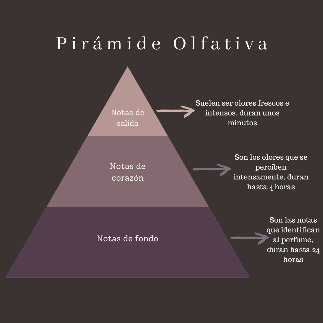 ¿Qué es la pirámide olfativa? Úsala para elegir tu perfume