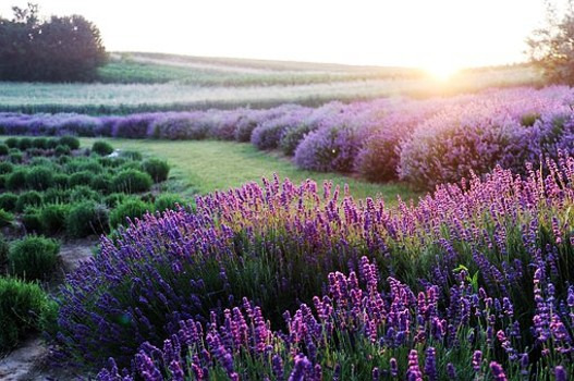 What you did not know about lavender